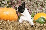 BOULEDOGUE FRANCAIS 1209